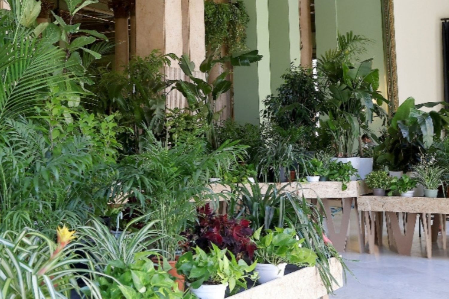 Fotografía de la guardería de plantas del Círculo de Bellas Artes de Madrid